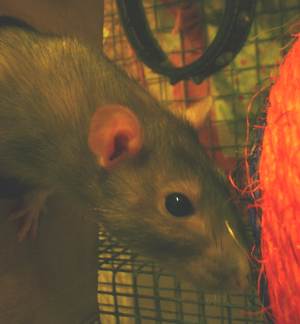 Rat photo