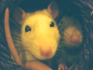 Rat photo