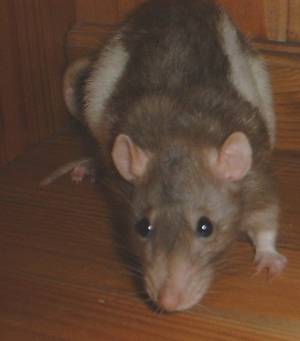 Rat photo